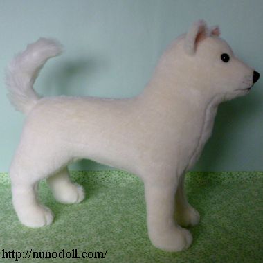 日本犬白