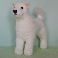 白い日本犬
