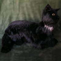 ロングヘアの黒猫