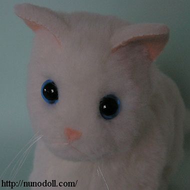 丸い目の白猫